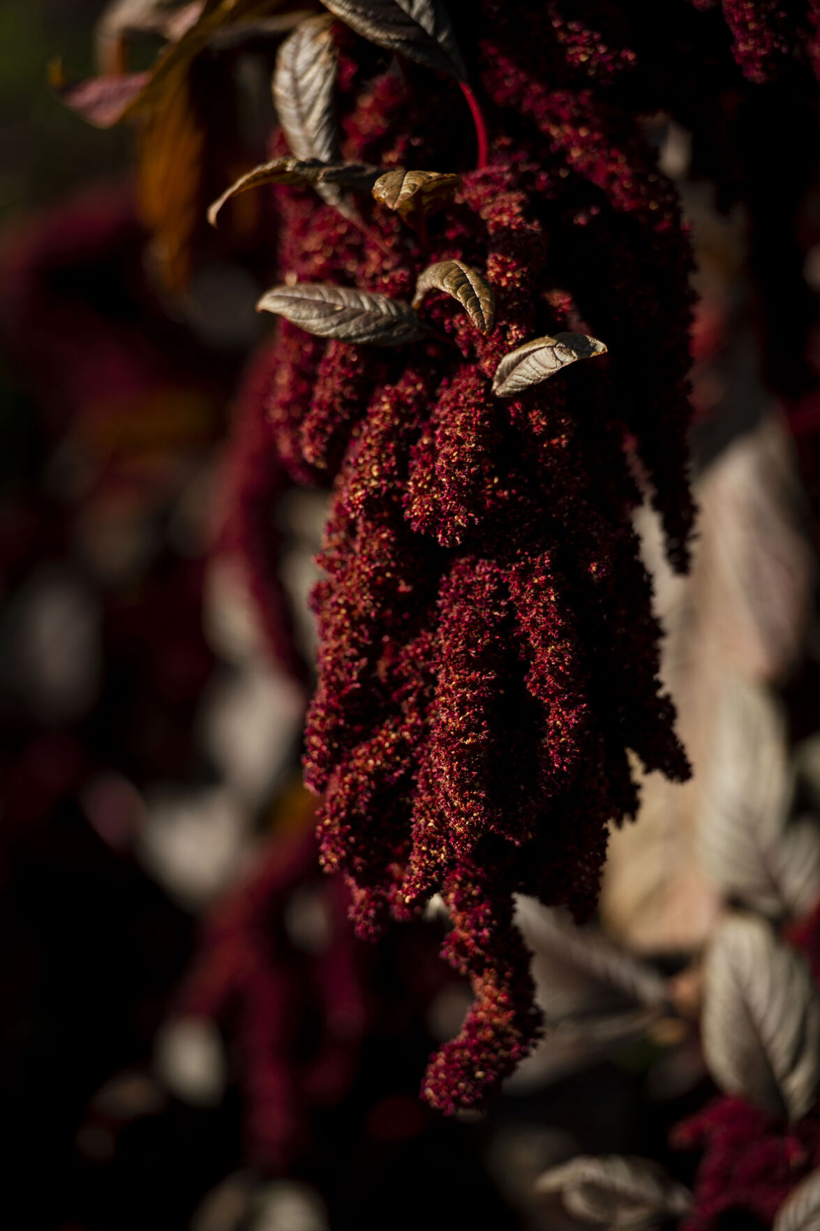 091521-news-ethnic-gardening 09.jpg